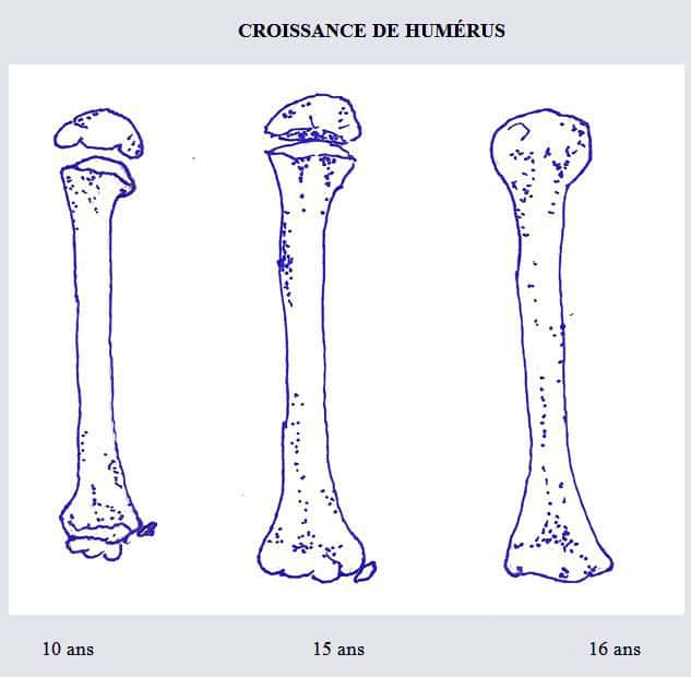 La croissance de l’humérus à différents âges. Le détail pour différentes parties de l’os est fourni ci-dessus. © DR
