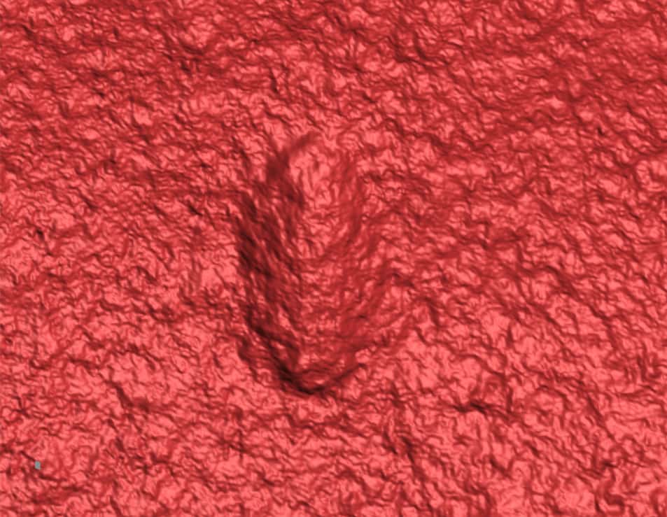 Vue 3D d'<em>Ikaria wariootia</em> grâce à un scanner laser. © Droser Lab, UCR