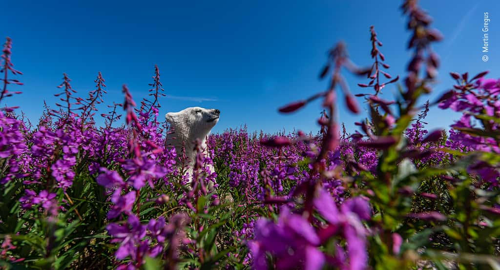 Un ourson polaire joue dans une masse d'épilobe sur la côte de la baie d'Hudson, au Canada. De temps en temps, le petit fait une pause, se tient sur ses pattes arrière et pointe la tête au-dessus des hautes fleurs pour chercher sa mère. <em>Among the flowers.</em> © Martin Gregus, Canada