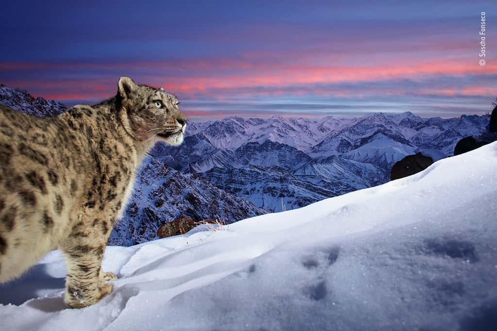 <em>World of the snow leopard</em>. © Sascha Fonseca, Allemagne