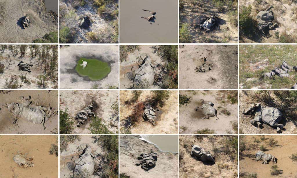 Les images aériennes des carcasses des éléphants découvertes dans le delta de l'Okavango. © The Guardian