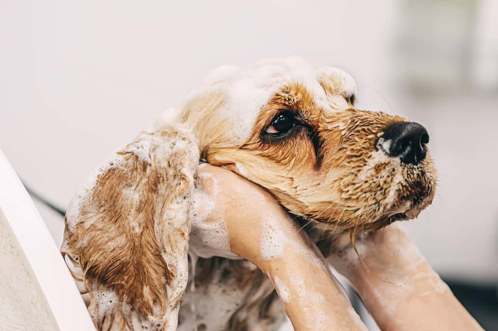 Le fait de laver votre chien régulièrement limitera les mauvaises odeurs dans votre intérieur. ©callisto, Adobe Stock