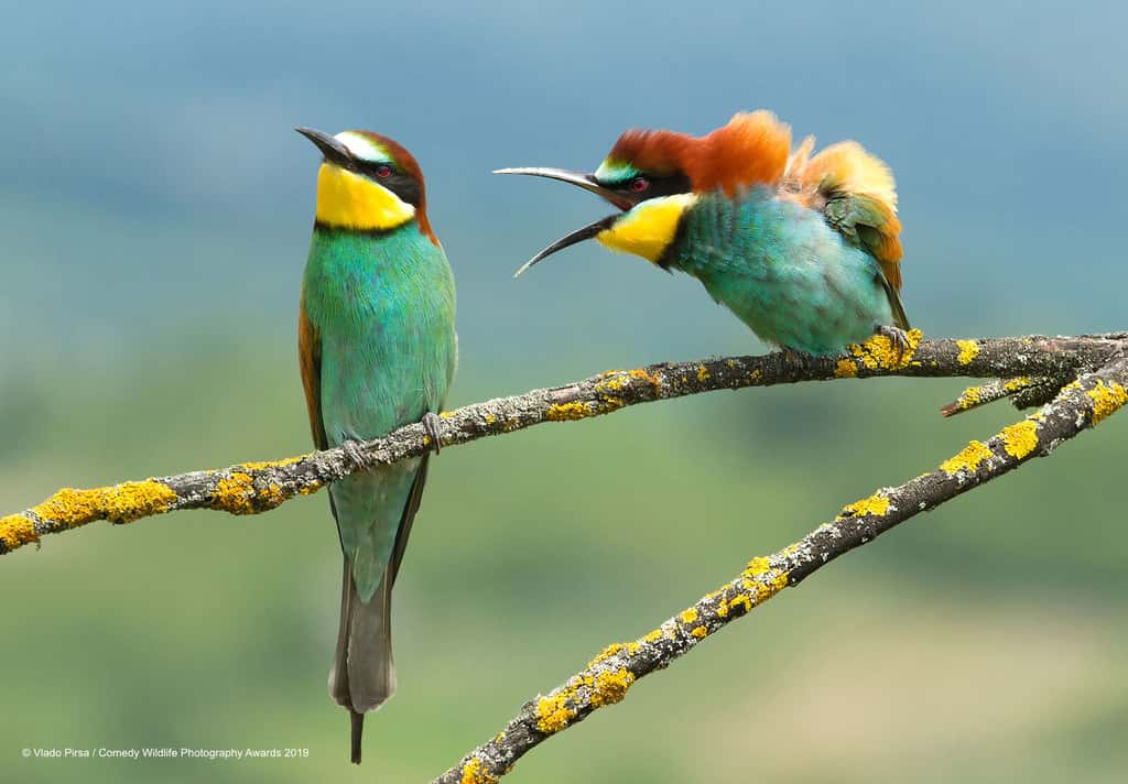 Problème de couple entre ces deux oiseaux colorés. © Vlado-Pirsa, <em>Comedy Wildlife Photography Awards</em>