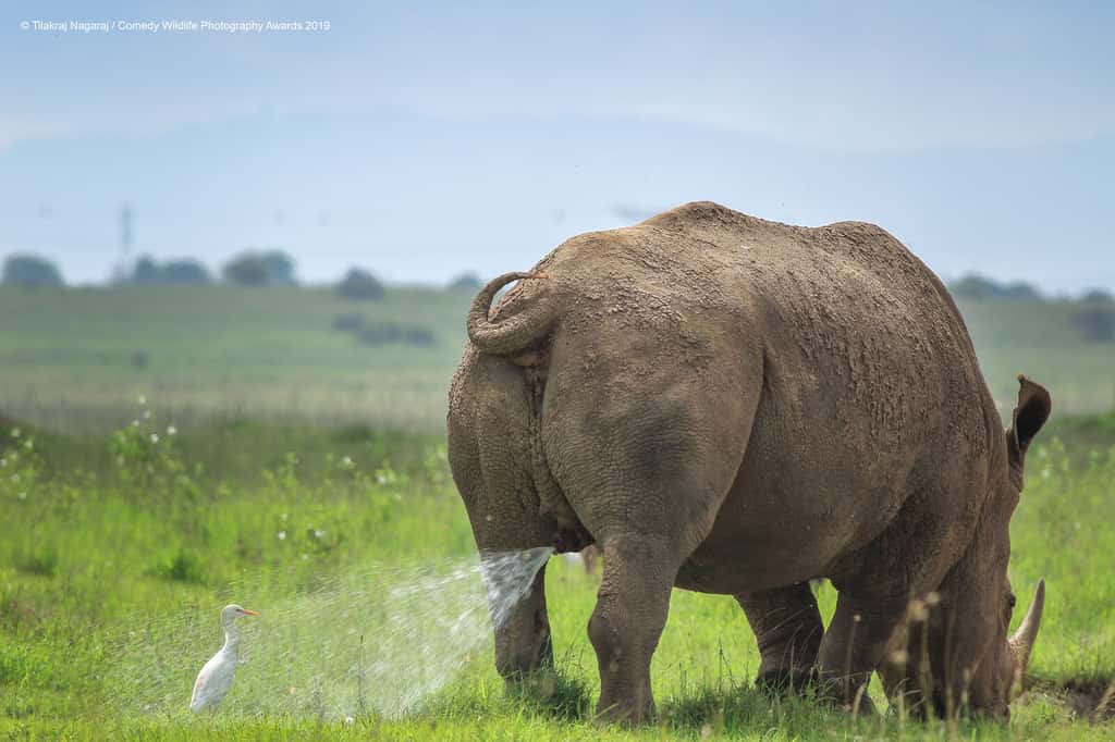 Cette aigrette blanche se fait asperger par ce rhinocéros qui broute paisiblement. © Tilakraj Nagaraj, <em>Comedy Wildlife Photography Awards</em>