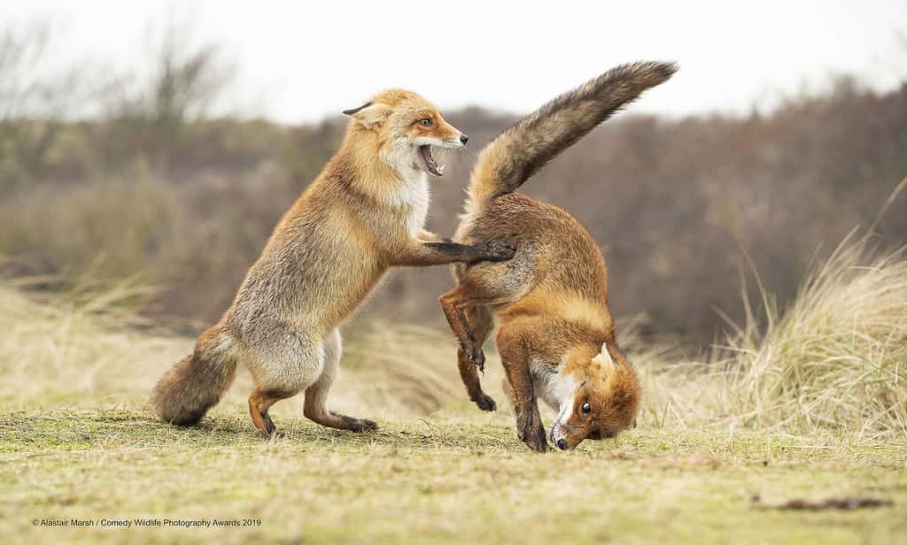 La parade nuptiale de ces deux renards roux vire à la catastrophe. © Alastair Marsh, <em>Comedy Wildlife Photography Awards</em>