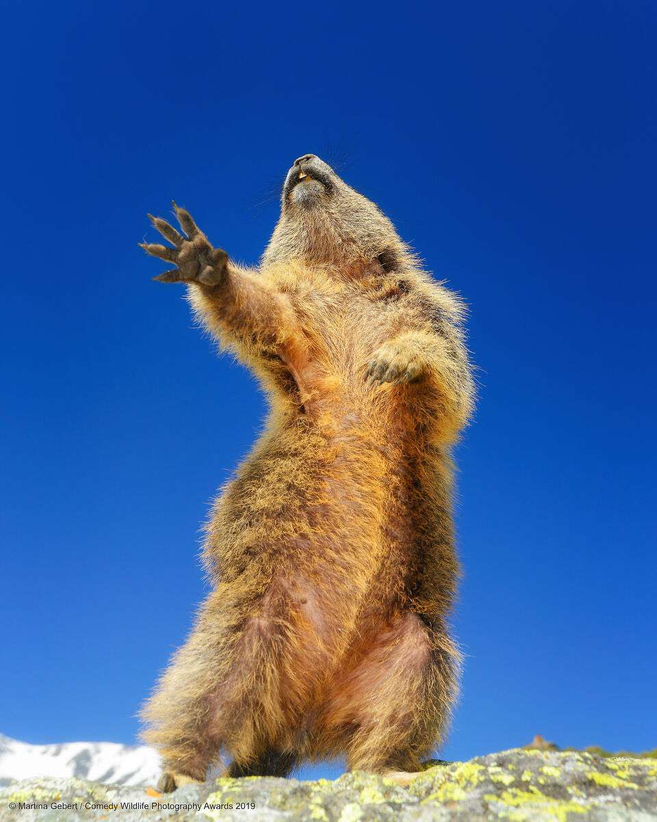 Une marmotte en pleine chorégraphie. © Martina Gebert, <em>Comedy Wildlife Photography Awards</em>