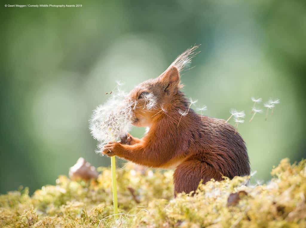 Même les écureuils savent apprécier la douceur d'une fleur. © Geert Weggen, <em>Comedy Wildlife Photography Awards</em>