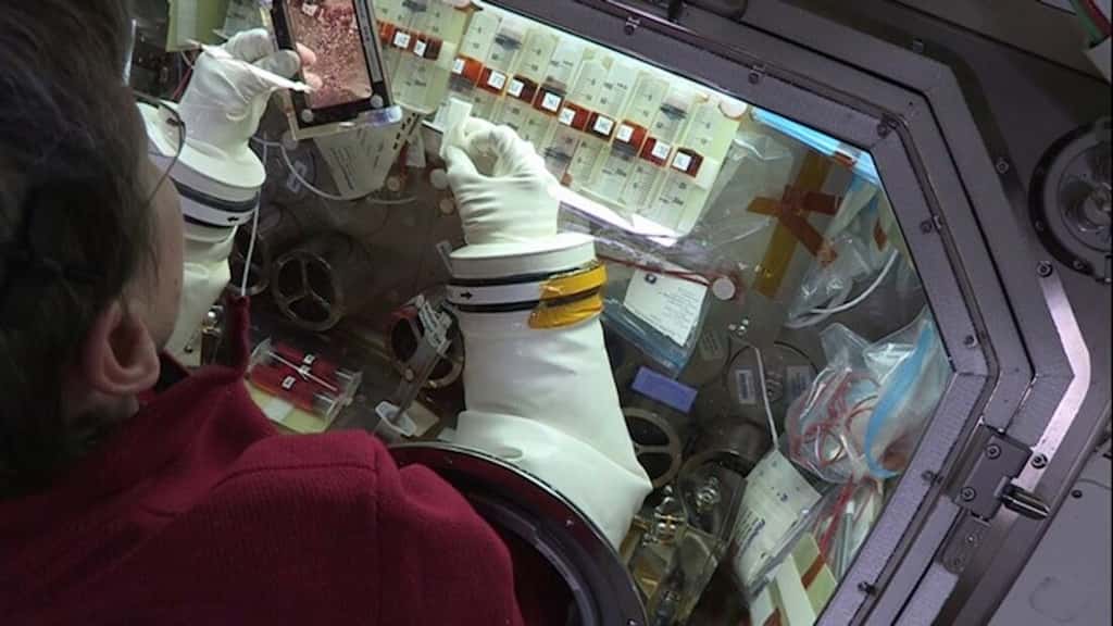 L'astronaute Peggy Whitson menant des expériences sur les cellules souches cardiaques. © Nasa