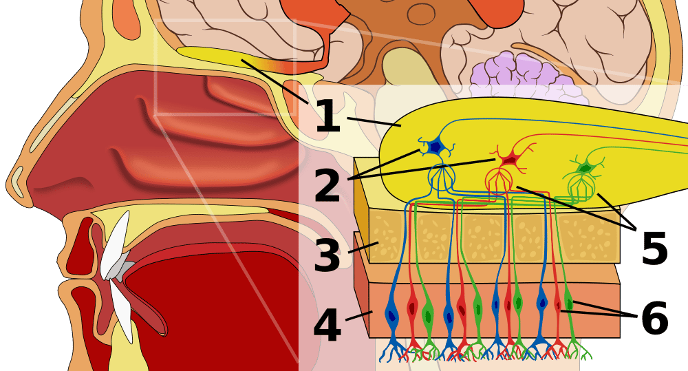 Le bulbe olfactif (1) se situe dans la boîte crânienne. 2 : cellules mitrales. 3 : os. 4 : épithélium nasal. 5 : glomérules. 6 : récepteurs olfactifs. © Chabacano, Wikimedia Commons, cc by sa 2.5