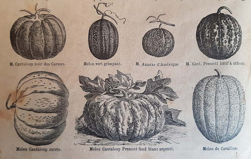 Formes différentes des melons en fonction des variétés. © Catalogue Vilmorin-Andrieux 1<sup>er</sup> janvier 1900. Domaine Public