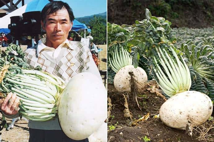 Très appréciés au Japon, les radis font l’objet d’une compétition chaque année qui récompense, selon les catégories, les plus beaux, étonnants, goûteux et aussi les plus gros ! © <em>Guinness World Record</em>