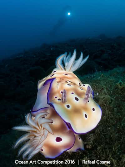 Des limaces de mer s’enlacent dans les eaux de Bali sous l’œil du photographe. © Rafael Cosme, <em>Ocean Art Underwater Photo Competition</em>