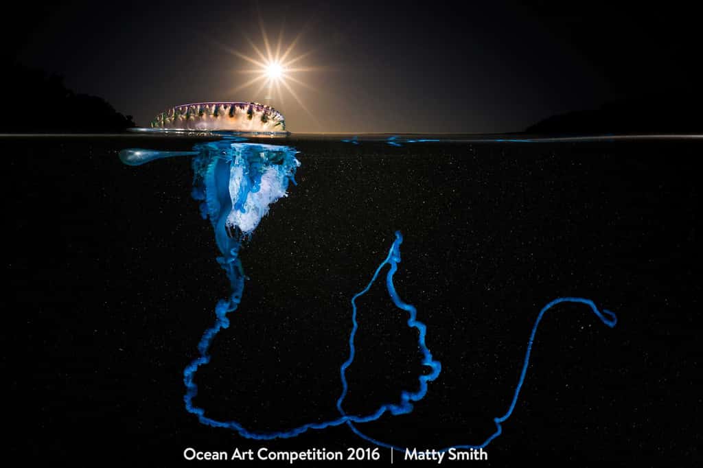 Une physalie (<em>Physalia utriculus</em>), un cnidaire siphonophore vivant accroché à la surface par son flotteur, déploie son fil de pêche au large des côtes du sud-est de l’Australie. © Matty Smith, <em>Ocean Art Underwater Photo Competition</em>