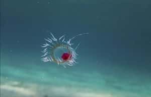 La méduse <em>Turritopsis dohrnii ne dépasse pas les quatre millimètres. </em>© Outils de Bach, <em>Wikimedia Commons</em>, CC by-sa 4.0