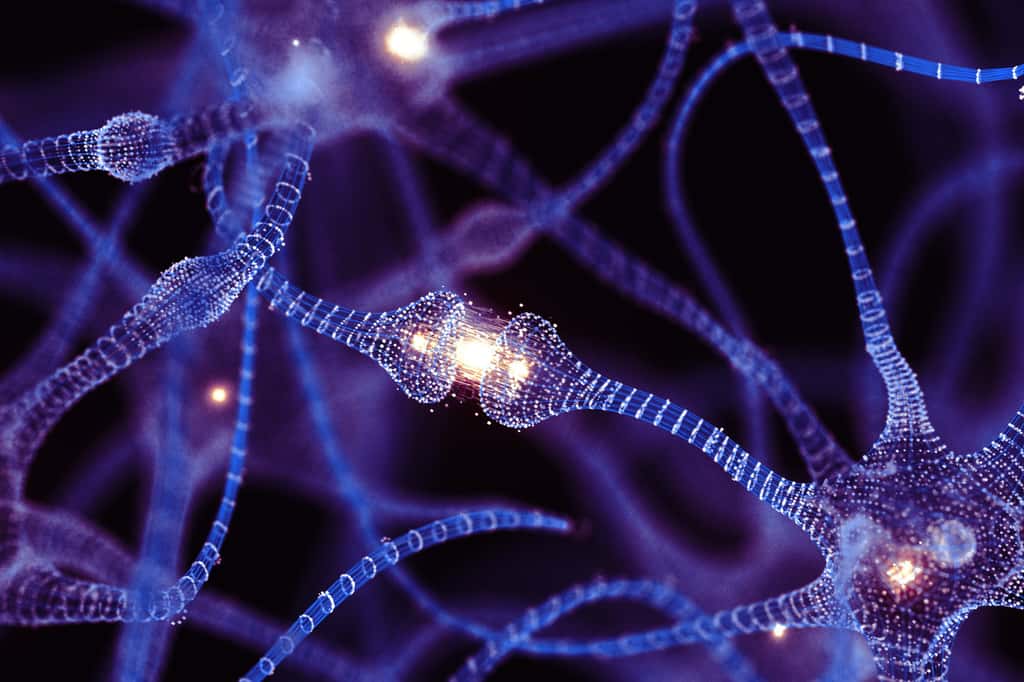 Manger des noix pourrait prévenir le déclin cognitif, ces fruits à coque ont des propriétés étonnantes qui pourraient aider à préserver la santé cognitive. © BlackJack3D, iStock
