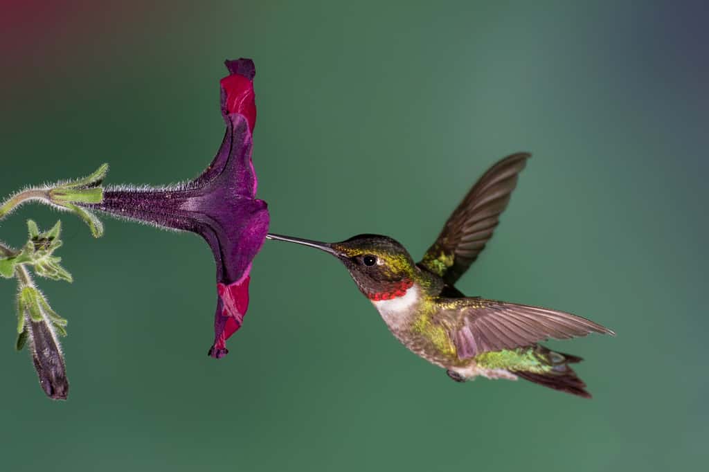  Les petites espèces, comme ici le colibri, subissent les changements biologiques les plus importants. © mattcuda, Adobe Stock