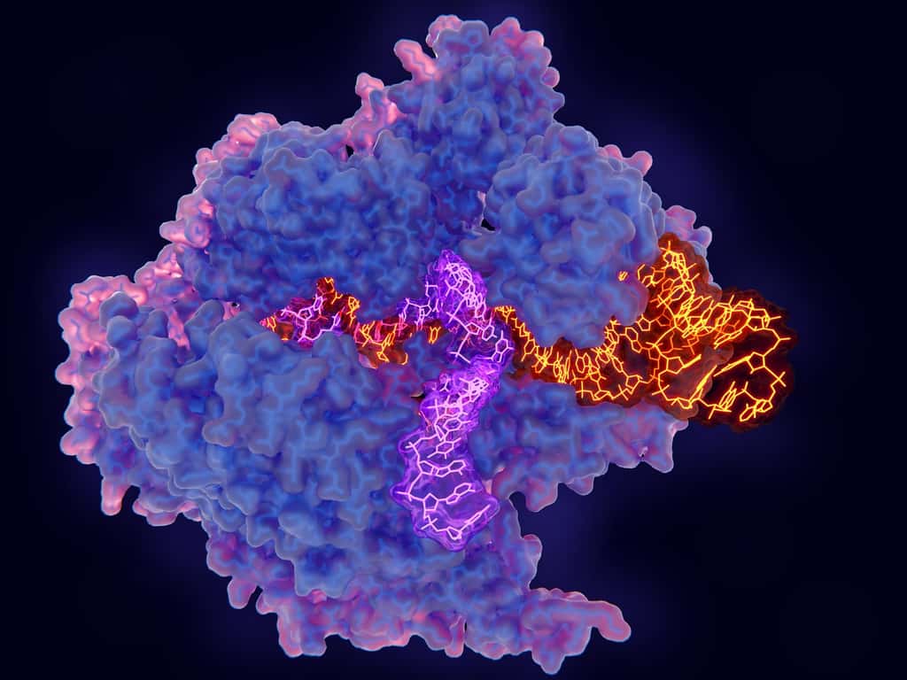 Le complexe Crispr-Cas9 comprend l’enzyme Cas9 et un ARN (jaune) qui guide le système le long de l’ADN (violet). © Juan Gärtner, Fotolia