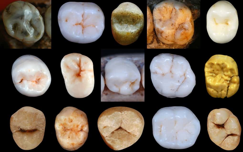 Les chercheurs ont étudié la morphologie de dents fossiles. © Dr Aida Gomez-Robles, <em>University College London</em>