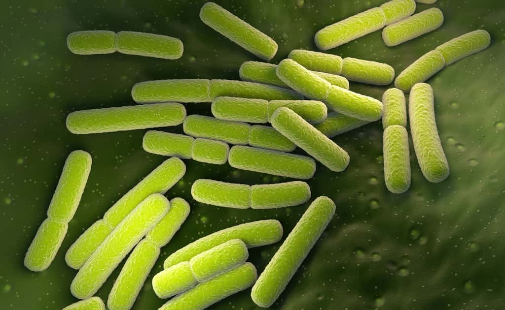 La bactérie <em>Escherichia coli</em> est responsable d’infections urinaires. © Tatiana Shepeleva, Fotolia