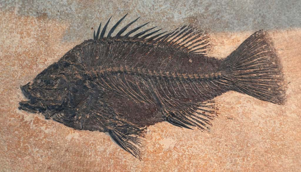 Si les fossiles de poissons sont fréquents, trouver du vomi de poisson fossilisé est bien plus rare ! © nd700, Adobe Stock