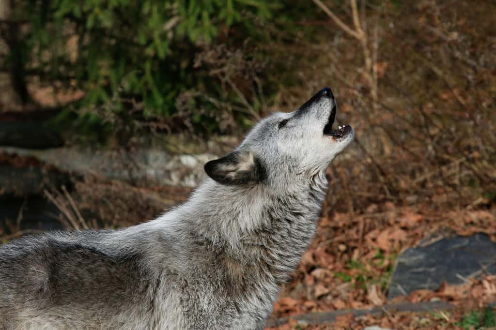 La consanguinité chez une espèce prédatrice, telle que celle du loup, affecte le fonctionnement des écosystèmes. © Kena Betancur, AFP