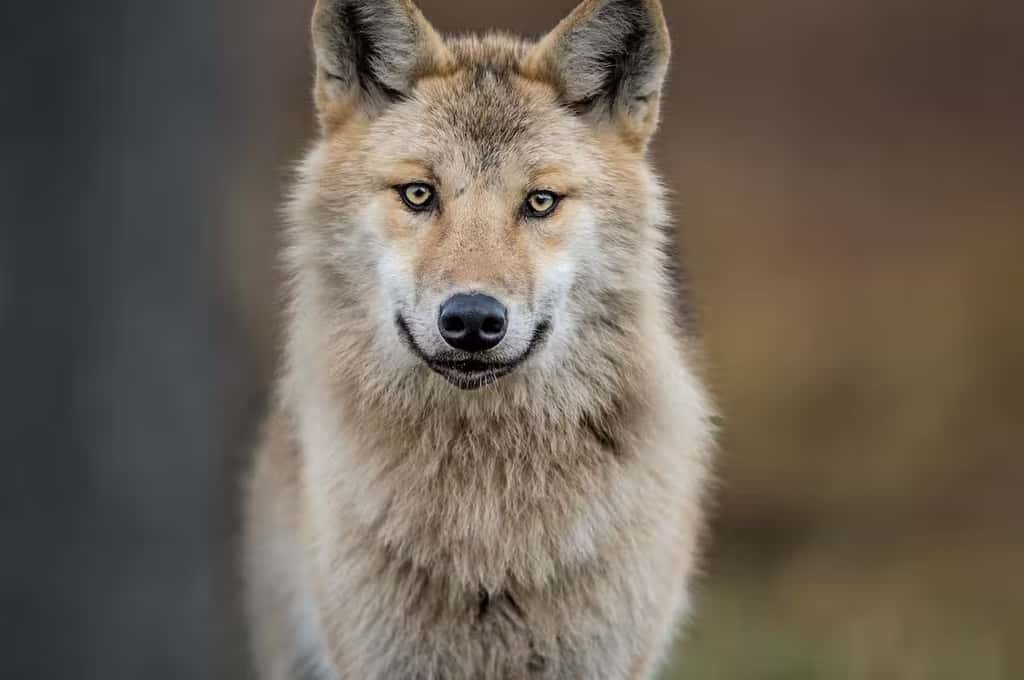 Les loups sont les principaux prédateurs des rennes. © Shutterstock