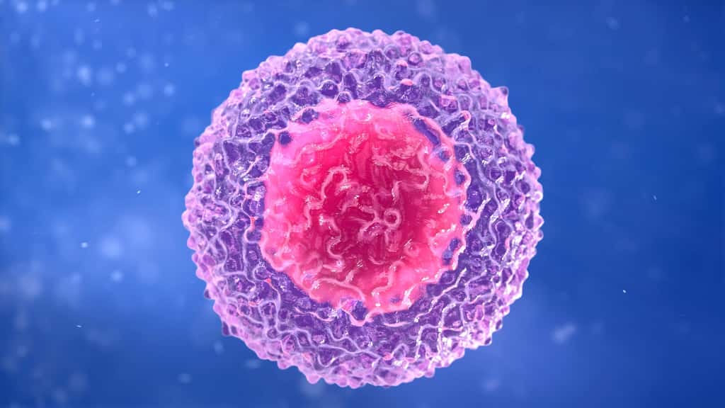 Les lymphocytes T sont des globules blancs dont la maturation a lieu dans le thymus, d’où la lettre T. Les T<sub>CD8+</sub> sont spécialisés dans la cytolyse. © sveta, Fotolia
