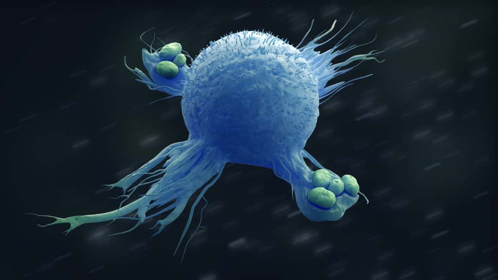 Les macrophages sont des cellules du système immunitaire qui mangent des bactéries. © sveta, Fotolia