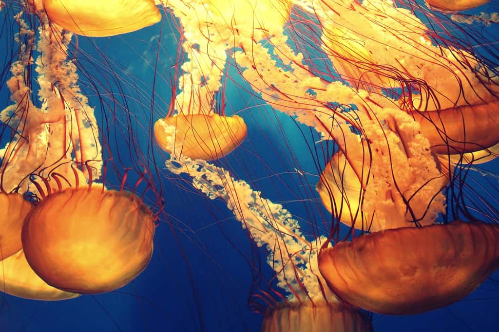 Les méduses s'adaptent très bien à une eau faible en oxygène, et plus encore, elles prolifèrent ! © Pexels, Adobe Stock