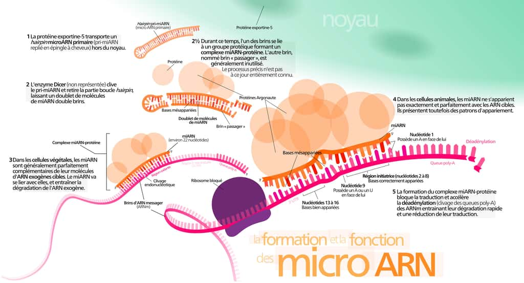 Schéma de la formation et de la fonction d'un microARN. © Hawk-Eye 