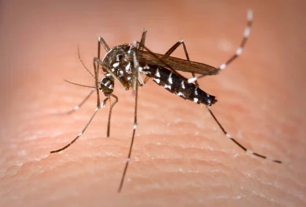 Le moustique tigre <em>Aedes albopictus</em> est reconnaissable aux bandes blanches qui strient ses pattes. Il est notamment le vecteur des virus de la dengue et du chikungunya ainsi que du virus Zika. © <em>Wikimedia Commons, Centers for Disease Control and Prevention</em>
