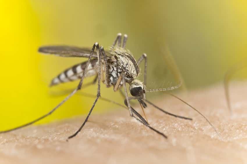 L'année 2022 a vu l'explosion de cas autochtones de dengue qui ne sont plus circonscrits à l'unique région méditerranéenne. © Fotolia