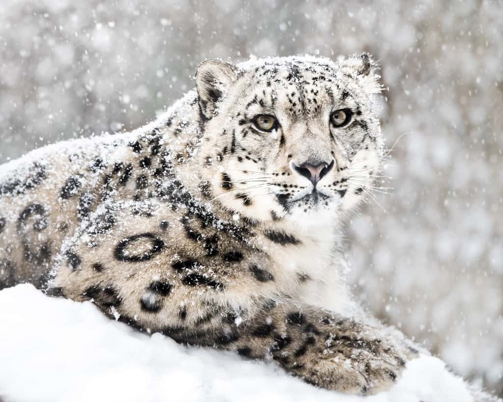 La panthère des neiges, connue pour être très difficile à observer et photographier, fait partie des mammifères en mesure de survivre dans la région du K2, jusqu'à une altitude de 5 500 mètres. © Abeselom Zerit, Adobe Stock