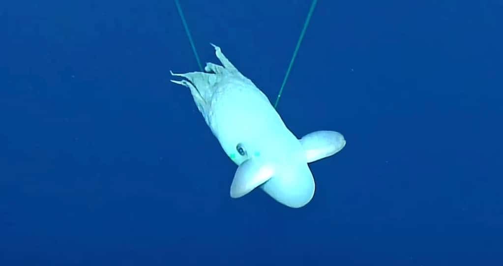 Des scientifiques du Nautilus Exploration Program ont observé une rare pieuvre Dumbo dans le fond de l’océan. © Nautilus Exploration Program