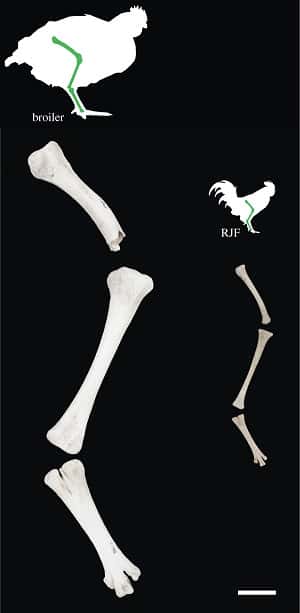 Comparaison entre les os de la patte d'un poulet d'élevage moderne et ceux d'un coq doré, ou coq sauvage. Les deux spécimens sont présentés à la même échelle et sont juvéniles : le premier a cinq semaines, le second six. © Carys E. Bennett <em>et al.</em>, <em>Royal Society</em>