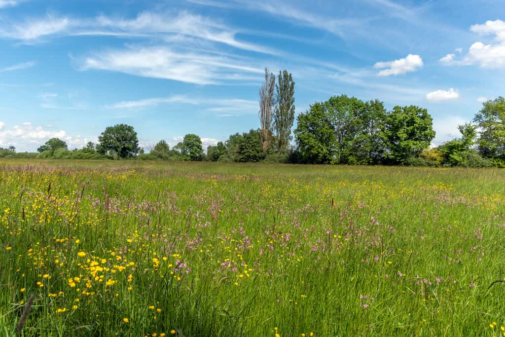 Évitez de fouler les herbes hautes sans protection au risque de vous faire mordre par une tique et d'attraper la maladie de Lyme. © bios48, Adobe Stock