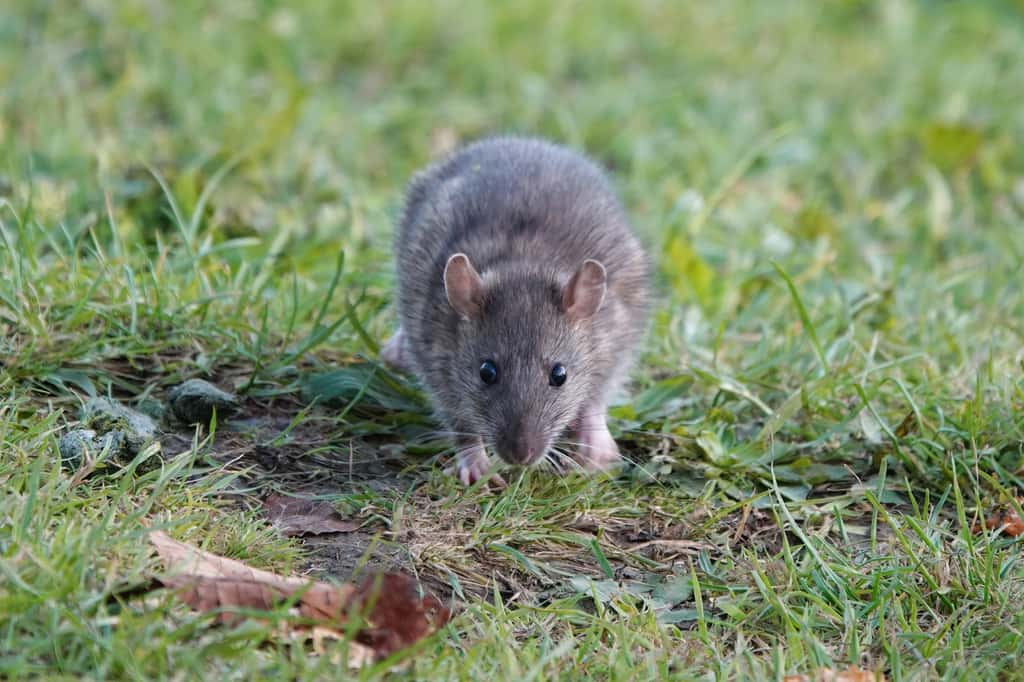 La présence de rats dans le jardin invite à repenser notre relation avec l'environnement qui nous entoure. © Nigel Harris, iStock