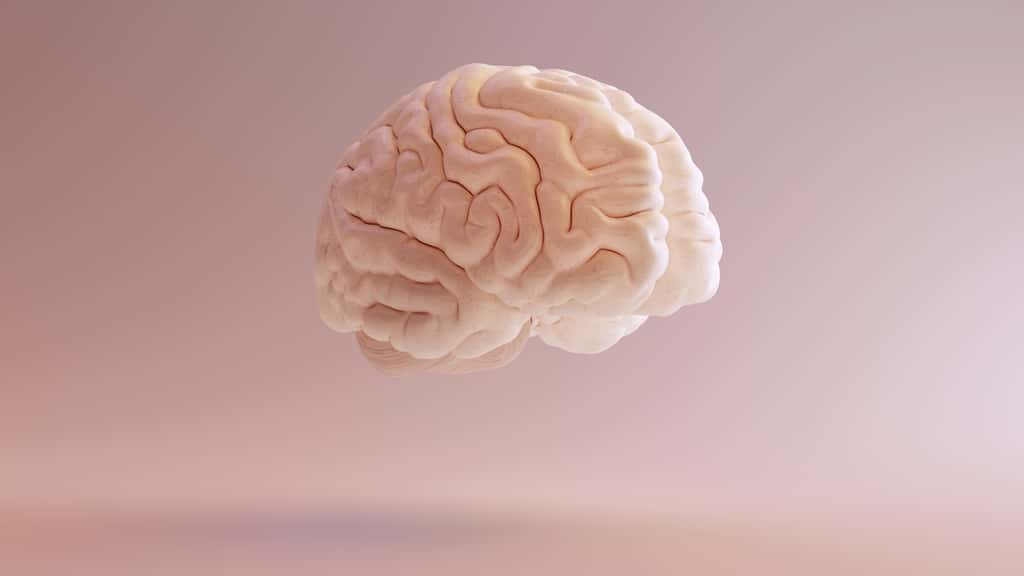 Le cerveau de ce patient contient un volume anormal de liquide. © paul, Adobe Stock