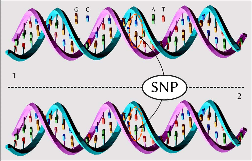 La molécule d'ADN 1 diffère de la 2 par un seul nucléotide (polymorphisme C/T). © David Eccles (gringer), Wikimedia Commons, CC by-sa 4.0