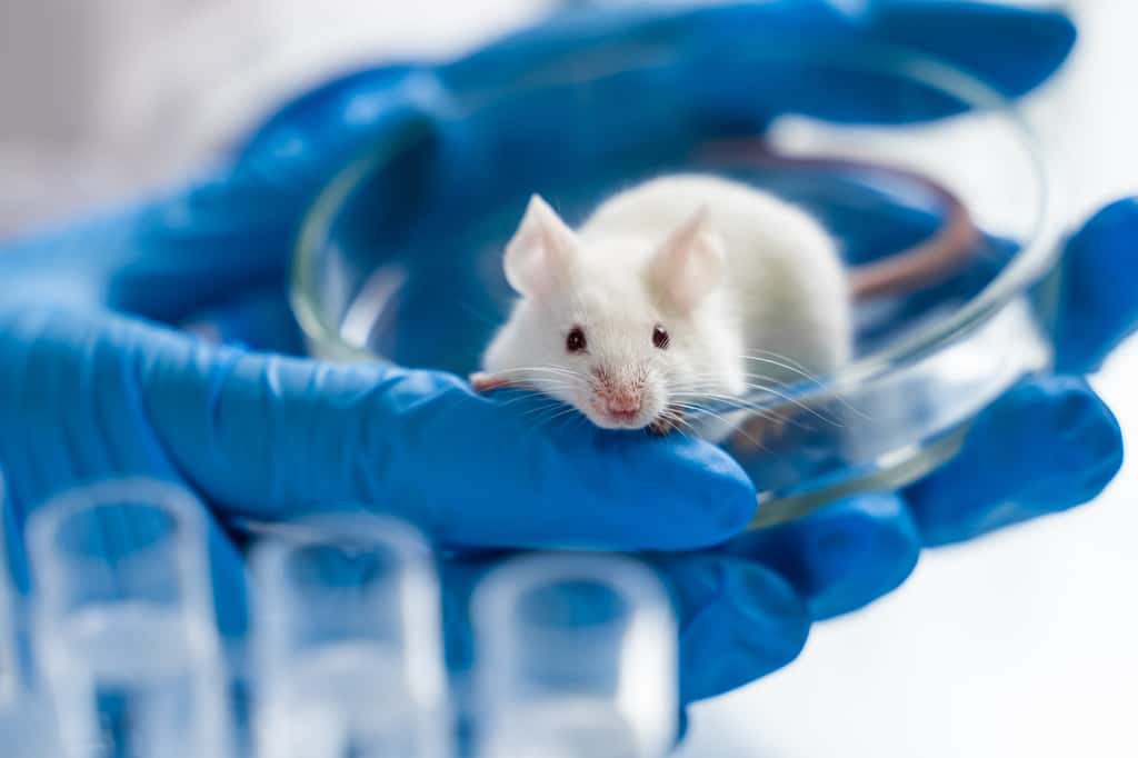 La souris a été choisie comme modèle pour observer les neurones du complexe vagal situés dans le tronc cérébral. © filin174, Adobe Stock