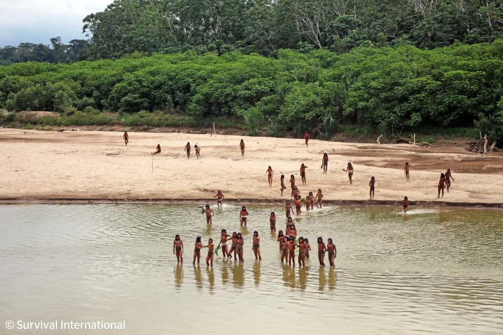 Certaines compagnies forestières sont labellisées FSC malgré des actions destructrices sur les terres de peuples autochtones, comme les <em>Mashco Piro</em>, photographiés récemment en Amazonie péruvienne. © <em><a href="https://www.survivalinternational.fr/actu/13965" target="_blank">Survival international</a></em>