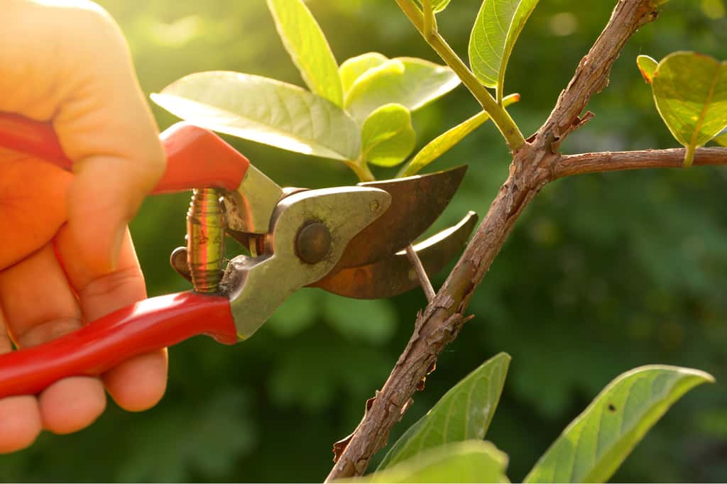 Pour une récolte optimale l'an prochain, prunier, pêcher et cerisier nécessitent d'être taillés dès aujourd'hui. © kirisa99, iStock