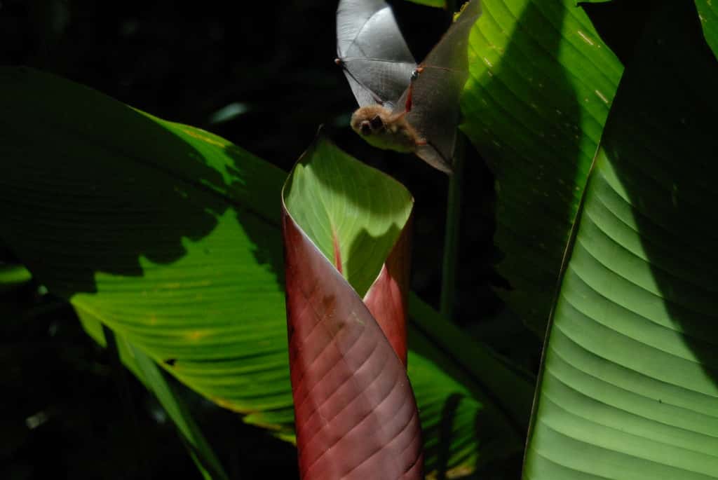 Les chauves-souris <em>Thyroptera tricolor</em> ne volent jamais à plus de cinq mètres du sol de la forêt qui les abrite. © Gloriana Chaverri