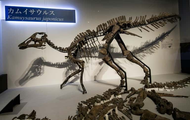 Reconstitution d'un squelette d'une nouvelle espèce de dinosaure, long de 8 mètres, le plus grand jamais trouvé dans l'archipel nippon. © Behrouz Mehri - AFP