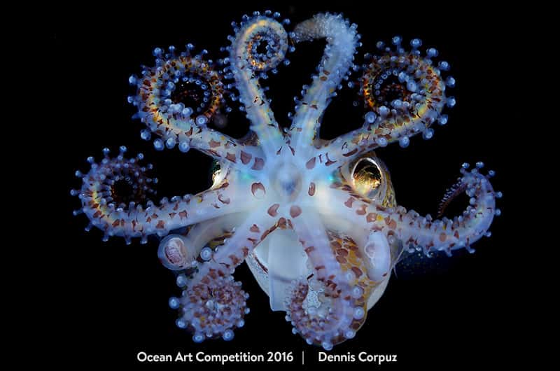 Sur cette photo intitulée <em>« Amazing Squid »</em>, on peut admirer en gros plan une sépiole qui nous tend les bras, ou plutôt ses huit plus grosses tentacules (elle en a deux de plus, très fines, préhensiles et peu visibles ici). © Dennis Corpuz, <em>Ocean Art Underwater Photo Competition</em>