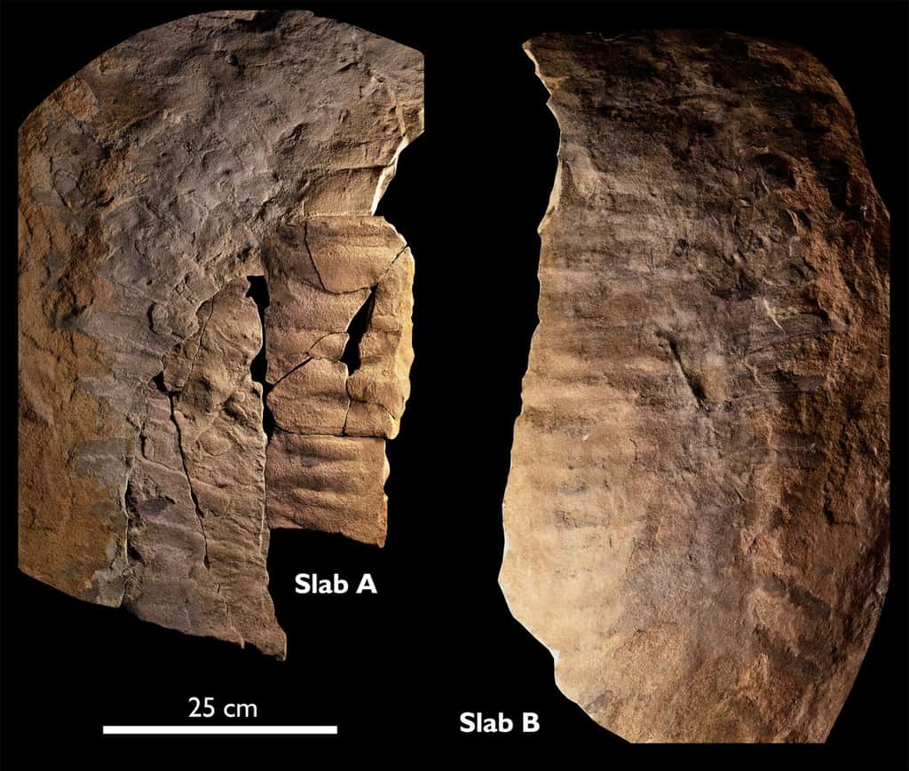 Le fossile découvert près de Newcastle au nord de l'Angleterre. © Neil S. Davies et al. <em>Journal of the Geological Society</em>