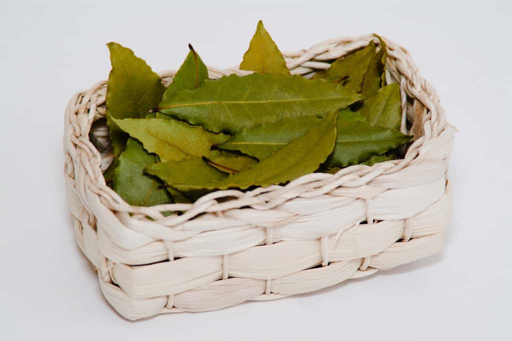  Une fois séchées, les feuilles de laurier noble peuvent se conserver durant un an dans un contenant hermétique. Szakaly, Fotolia