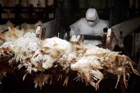 Le virus H5N1 est apparu dans une ferme avicole chinoise en 1997. © ChameleonsEye, Shutterstock