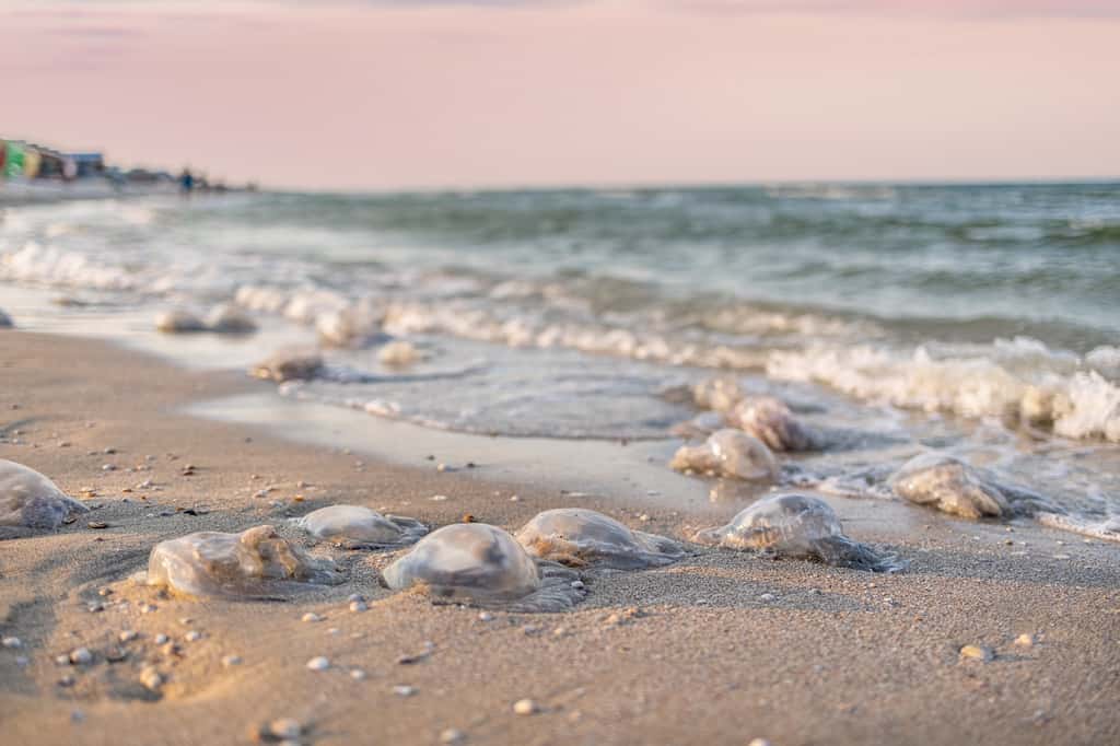 Tout le littoral Atlantique de France a subi une arrivée massive de méduses ces derniers jours. © YouraPechkin, Adobe Stock