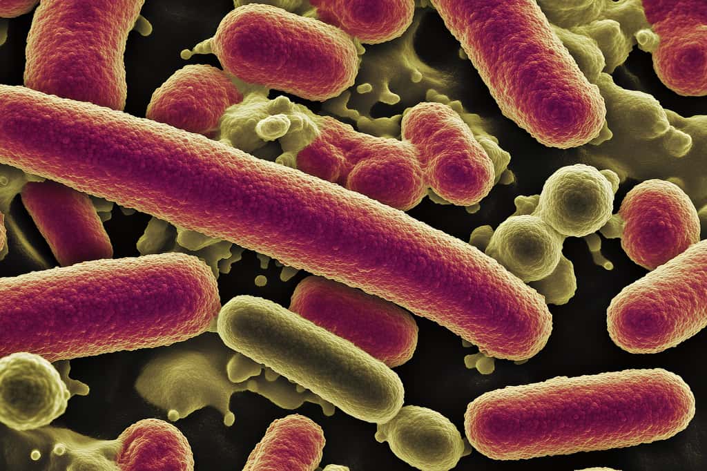 Le propionate, un composé sécrété par les bactéries intestinales, pourrait atténuer les manifestations de la maladie d’Alzheimer. © Aleksandr, Adobe Stock (image générée par IA)
